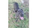 Adopt Lance a Black American Pit Bull Terrier / Mixed dog in West Memphis