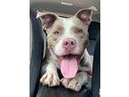 Adopt Burlington a Tan/Yellow/Fawn American Pit Bull Terrier / Mixed dog in West