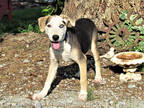Adopt Hobo a Tan/Yellow/Fawn Beagle / Australian Shepherd / Mixed dog in