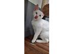 Adopt Ozzy a White Siamese / Domestic Shorthair / Mixed cat in Jackson