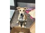 Adopt Hatcher a Tan/Yellow/Fawn Mixed Breed (Large) / Mixed dog in Florence