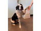 Adopt Murphy a White Labrador Retriever / Mixed dog in Cleburne, TX (37582292)