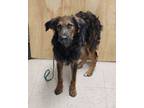 Adopt Roo a Black Mixed Breed (Medium) / Mixed dog in Winchester, OR (38905605)