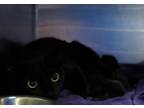 Adopt 53922719 a All Black Domestic Shorthair / Domestic Shorthair / Mixed cat