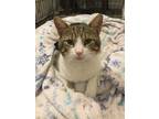 Adopt Schmitty a White Domestic Shorthair / Domestic Shorthair / Mixed cat in