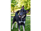 Adopt Quincey a Black German Shepherd Dog / Husky / Mixed (short coat) dog in
