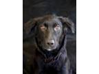 Adopt Stella a Black Retriever (Unknown Type) / Mixed dog in Dothan