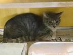 Adopt Eleanor Rigby a Gray or Blue Domestic Shorthair / Domestic Shorthair /