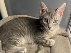 Adopt Gil a Gray or Blue Domestic Shorthair / Domestic Shorthair / Mixed cat in