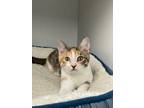 Adopt Peaches a Gray or Blue Domestic Shorthair / Domestic Shorthair / Mixed cat