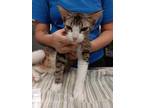 Adopt Medusa a White Domestic Shorthair / Domestic Shorthair / Mixed cat in Palm