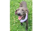 Adopt Violet a Gray/Blue/Silver/Salt & Pepper Blue Lacy/Texas Lacy / Weimaraner