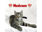 Adopt Mushroom a All Black Domestic Shorthair / Domestic Shorthair / Mixed cat