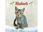 Adopt Rhubarb a All Black Domestic Shorthair / Domestic Shorthair / Mixed cat in
