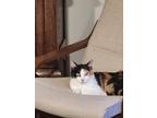 Adopt Chrysanthemum a White Domestic Shorthair / Domestic Shorthair / Mixed cat