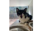 Adopt Selma a All Black Domestic Shorthair / Domestic Shorthair / Mixed cat in