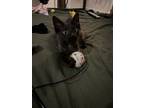 Adopt Wanda Lore Puddy Tat a All Black Domestic Shorthair / Domestic Shorthair /