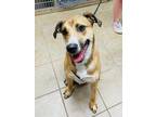 Adopt Peppa a Tan/Yellow/Fawn Mixed Breed (Large) / Mixed dog in Covington