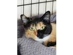 Adopt Jellybeans a White Domestic Shorthair / Domestic Shorthair / Mixed cat in