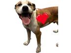 Adopt Big Man a Tan/Yellow/Fawn American Pit Bull Terrier / Mixed dog in