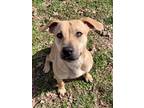 Adopt Destiny a Tan/Yellow/Fawn Black Mouth Cur / Mixed dog in Bartlesville
