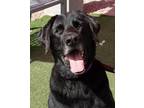 Adopt Jack a Black Labrador Retriever / Mixed dog in Payson, AZ (38905081)
