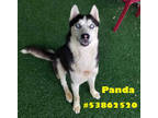 Adopt Panda-Stray a Black Husky / Mixed dog in Wilkes Barre, PA (38905190)