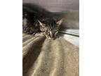 Adopt Tyriah a Brown or Chocolate Domestic Shorthair / Domestic Shorthair /