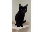 Adopt Sylvester a All Black Domestic Shorthair / Domestic Shorthair / Mixed cat