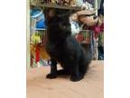 Adopt Doug a All Black Domestic Shorthair / Domestic Shorthair / Mixed cat in