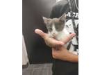 Adopt Turquoise a Gray or Blue Domestic Shorthair / Domestic Shorthair / Mixed