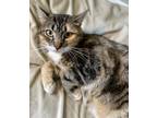 Adopt Crystal a Brown or Chocolate Domestic Shorthair / Domestic Shorthair /