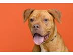 Adopt Suzette a Brown/Chocolate Boxer / American Pit Bull Terrier / Mixed dog in