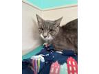 Adopt Dwight-FIV+ a Gray or Blue Domestic Shorthair / Domestic Shorthair / Mixed