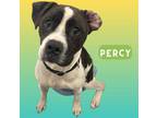 Adopt Percy a White Terrier (Unknown Type, Small) / Hound (Unknown Type) / Mixed