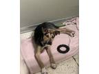 Adopt Beans a Brown/Chocolate Beagle / Mixed dog in Davenport, IA (38904864)