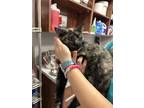 Adopt Gigabit a All Black Domestic Shorthair / Domestic Shorthair / Mixed cat in