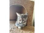 Adopt Hattie a Gray or Blue Domestic Shorthair / Domestic Shorthair / Mixed cat