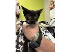 Adopt Montez a All Black Domestic Longhair / Domestic Shorthair / Mixed cat in