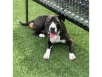Adopt Jack a Black American Staffordshire Terrier / Mixed dog in Atlanta