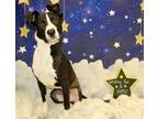 Adopt Meeko K1 8/14/23 a Black Labrador Retriever / Mixed dog in San Angelo