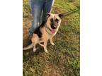Adopt Sansa a Tan/Yellow/Fawn Anatolian Shepherd / Mixed dog in Port Allen