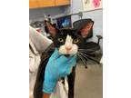 Adopt Cocopea a All Black Domestic Shorthair / Domestic Shorthair / Mixed cat in