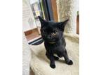 Adopt Amelia a All Black Domestic Shorthair / Mixed cat in Gainesville