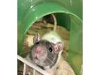 Adopt Pearl a Silver or Gray Rat / Mixed small animal in Swanzey, NH (38774521)