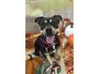 Adopt Jimmy a Black American Pit Bull Terrier / Rottweiler / Mixed dog in