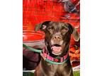 Adopt Dahlia a Brown/Chocolate Labrador Retriever / Mixed dog in Gainesville