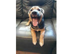 Adopt Maple a Black German Shepherd Dog / Mixed dog in Walpole, MA (38904591)
