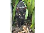 Adopt Rudy a Black (Mostly) Domestic Mediumhair / Mixed (medium coat) cat in