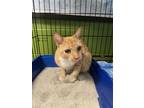 Adopt Orange Blossom a Orange or Red Domestic Shorthair / Domestic Shorthair /